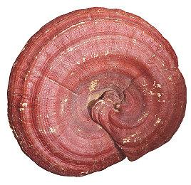 玩具兵团奇幻冒险 《Tin Hearts》确定5月16日steam发行